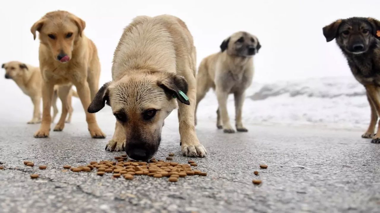İstanbul’da Yeni Uygulama: Sokak Köpeklerine Kontrolsüz Mama Bırakmak Yasaklandı